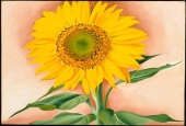 IIP Online Student Photography